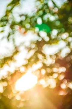Soft light of summer sunshine through a tree Stock Photos