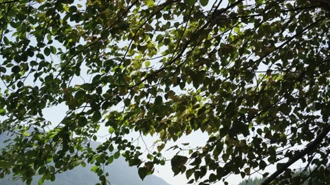 Soft Light Through Variegated Green Leaves Video stock 255399008