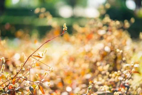 Soft light tone and soft focus of abstract nature background with grass flowe Stock Photos
