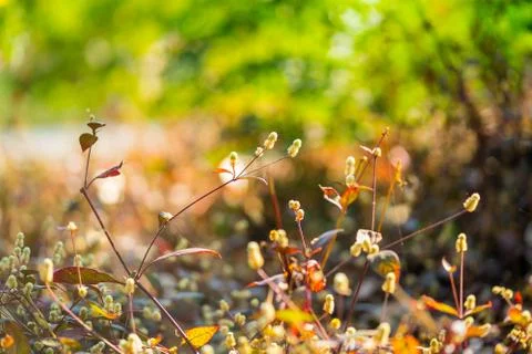 Soft light tone and soft focus of abstract nature background with grass flowe Stock Photos
