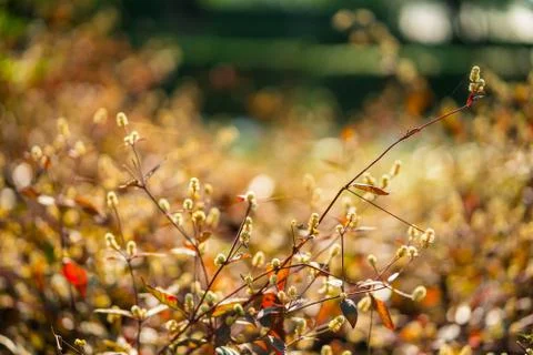 Soft light tone and soft focus of abstract nature background with grass flowe Stock Photos