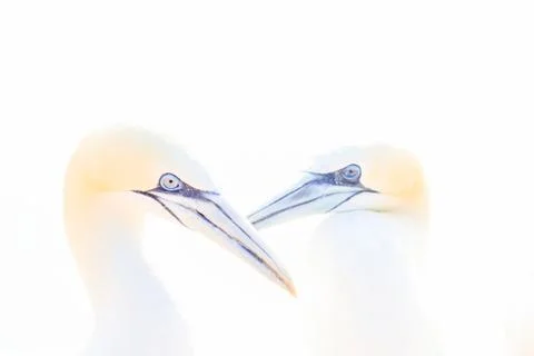 In soft light, two Northern Gannets heads welcome after landing. Soft light i Stock Photos