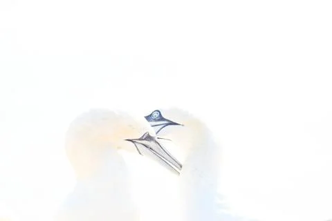 In soft light, two Northern Gannets heads welcome after landing. Soft light i Stock Photos