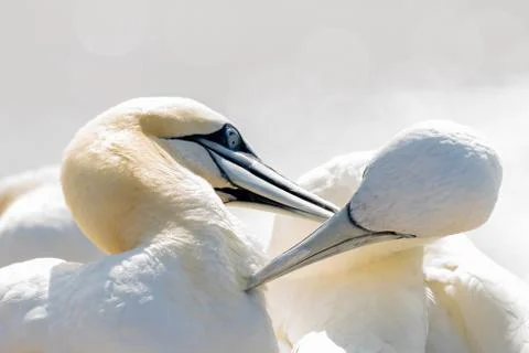 In soft light, two Northern Gannets heads welcome after landing Stock Photos