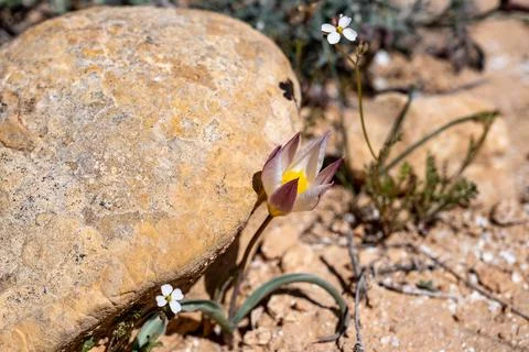 Soft lilac wild tulips with white blossom edge. Green sharp leaves with red t Fotos Stock