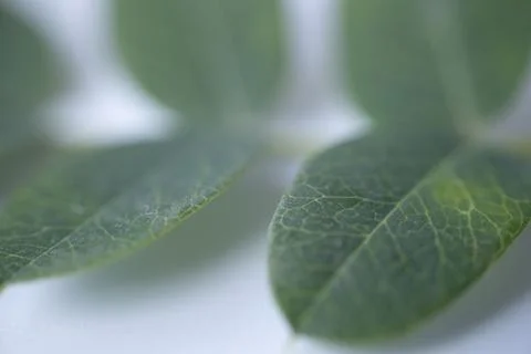Soft macro close-up of green leaves with visible vein. Stock-Fotos