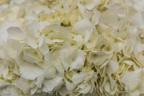 Soft Macro of Creamy White Hydrangea Blossoms Stock Photos