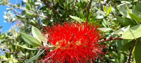 Soft Macro Flower Background for Meditation and Relaxation Stock Footage 303828320