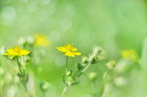 Soft macro focus of a tiny yellow flower in a meadow Fotos de archivo