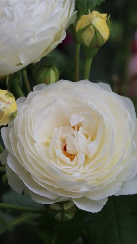 Soft macro footage of delicate white climbing rose in full bloom, gently moving Stock Footage 313658254
