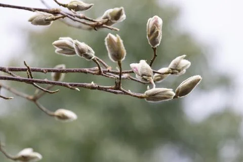 Soft Magnolia Buds on Bare Spring Branches Stock-Fotos