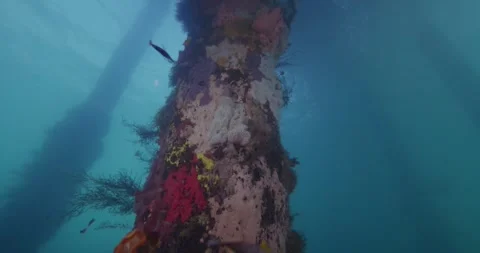 Soft Marine Growth on Submerged Structures Stock-Footage 331824521