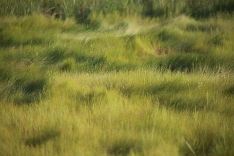 Soft Marsh Grass Texture Fotos de archivo