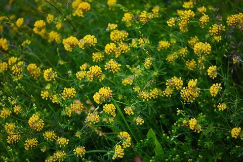 Soft Meadow, Bold Bloom Foto stock