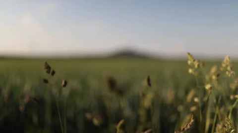 Soft meadow grass moves in golden evening light 库存影片 337941580