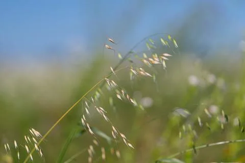 Soft meadow grass sways in the warm breeze, oat heads dancing against a brigh Stock Photos