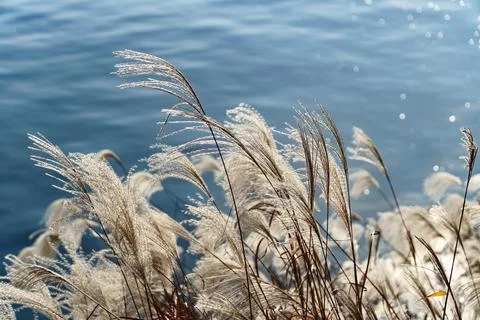 Soft miscanthus reed grass blowing in the wind by blue lake Stock Photos