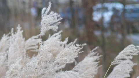 Soft Miscanthus Sinensis Feathers Swaying in Winter Breeze Stock Footage 331383828
