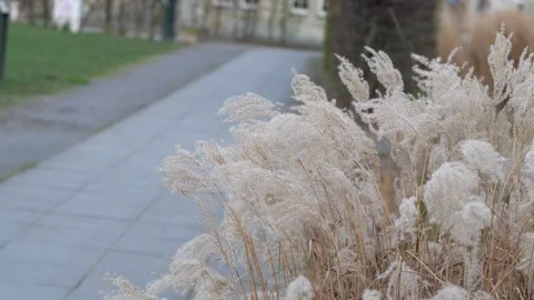 Soft Miscanthus Sinensis Feathers Swaying in Winter Breeze Stock Footage 331383830