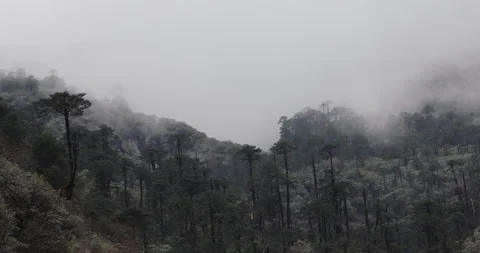 Soft mist drifts through the lush hills of Meghalaya Stock Footage 335530531