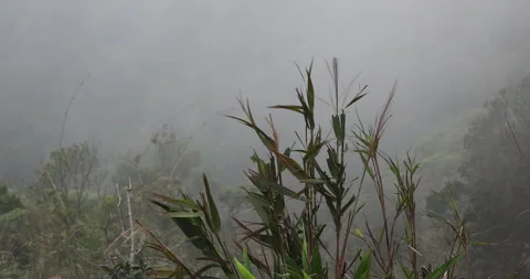 Soft mist drifts through the lush hills of Meghalaya Stock-Footage 335553172