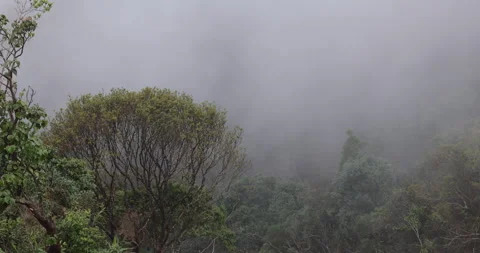 Soft mist drifts through the lush hills of Meghalaya Stock Footage 335559673