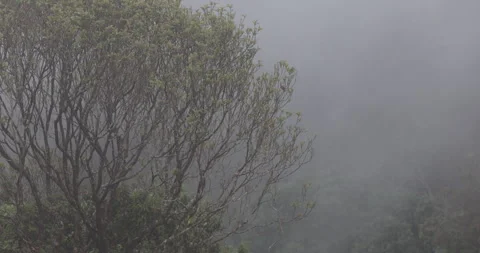 Soft mist drifts through the lush hills of Meghalaya Stock Footage 335559805