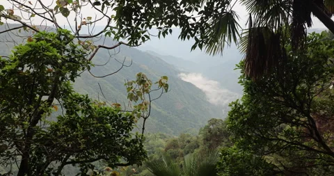Soft mist drifts through the lush hills of Meghalaya Stock-Footage 335584773