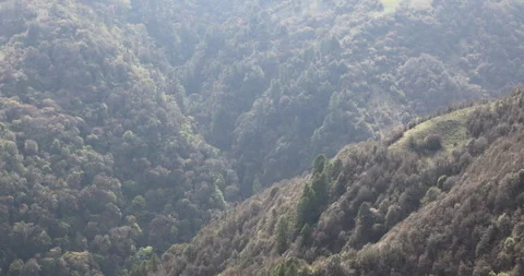 Soft mist drifts through the lush hills of Meghalaya Stock Footage 335585209