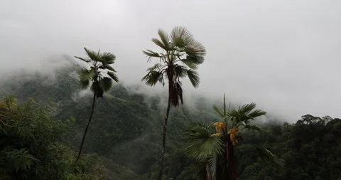 Soft mist drifts through the lush hills of Meghalaya 스톡 동영상 335587927