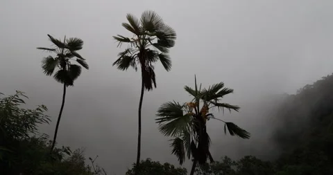 Soft mist drifts through the lush hills of Meghalaya Видео 335588124