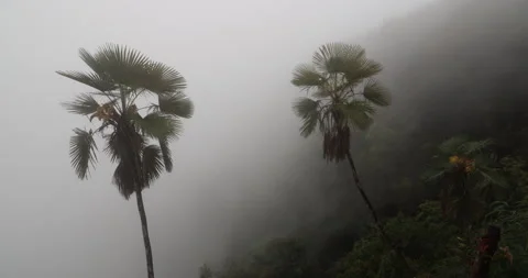 Soft mist drifts through the lush hills of Meghalaya Stockbeeldmateriaal 335588133