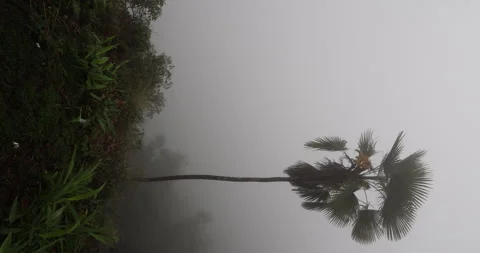 Soft mist drifts through the lush hills of Meghalaya Vidéo 335588407