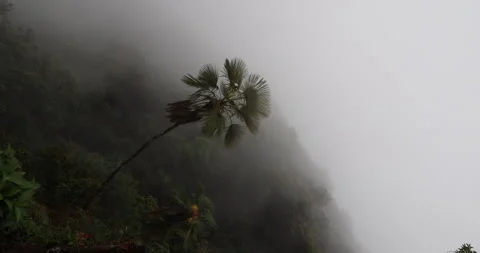 Soft mist drifts through the lush hills of Meghalaya Видео 335588408