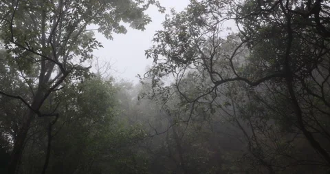 Soft mist drifts through the lush hills of Meghalaya Stock Footage 335610687
