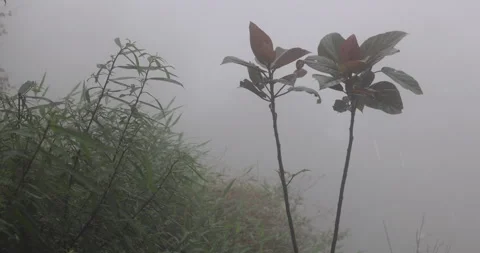 Soft mist drifts through the lush hills of Meghalaya Video stock 335613737