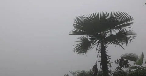 Soft mist drifts through the lush hills of Meghalaya Видео 335614134