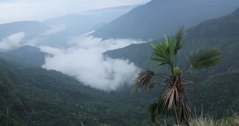 Soft mist drifts through the lush hills of Meghalaya 库存影片 335617144