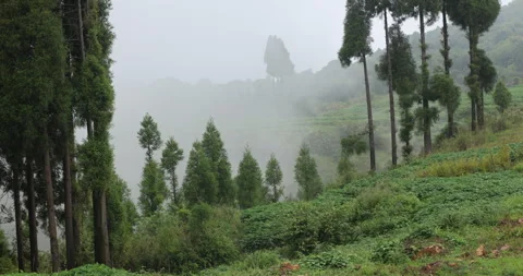 Soft mist drifts through the lush hills of Meghalaya Видео 335648788