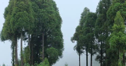 Soft mist drifts through the lush hills of Meghalaya Stock Footage 335649062