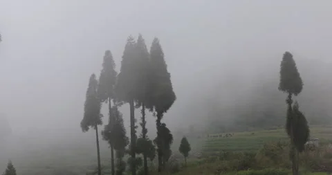 Soft mist drifts through the lush hills of Meghalaya Stock Footage 335649164