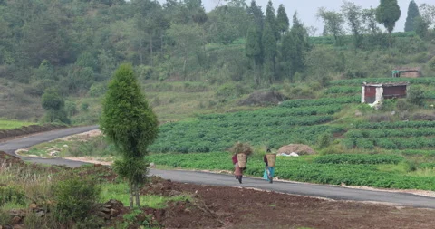 Soft mist drifts through the lush hills of Meghalaya Video stock 335649766