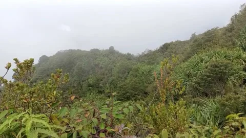 Soft mist in the Highland tropical of Mount Sibayak Stock Footage 237015366