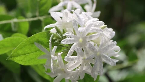 Soft mist over jasmine flowers with dew glistening Stock Footage 316807995
