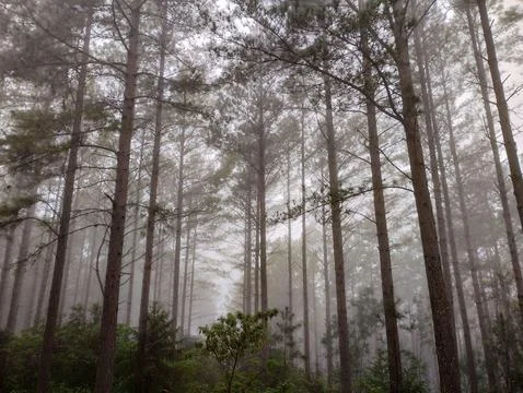 Soft mist, which covers and perfumes Stock Photos
