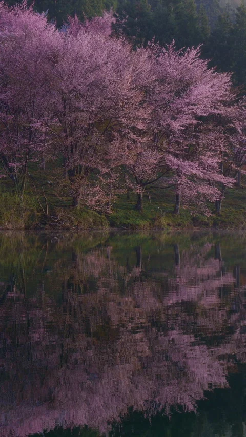 Soft Morning Light on Blooming Cherry Trees Vertical Video 库存影片 346192641