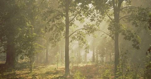 Soft morning light filtering through the trees in a serene forest Stock Illustration