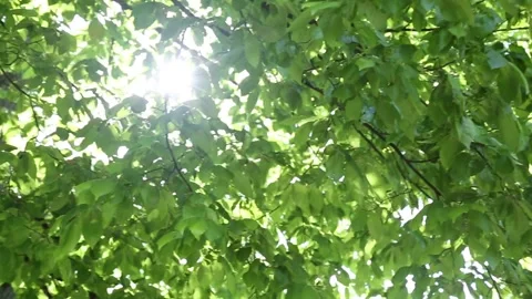 Soft morning light streaming through blooming spring tree branches Stock Footage 312366726