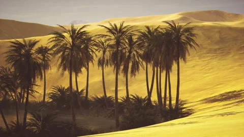 Soft morning sunlight accentuates value of conserving desert flora Vídeo Stock 340662241