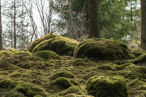 Soft mossy forest ground Stock Photos